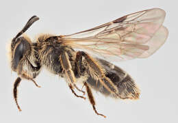 Image of andrena minitula