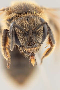 Image of Lasioglossum malachurum (Kirby 1802)