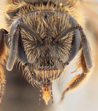Image of Sharp-collared Furrow Bee