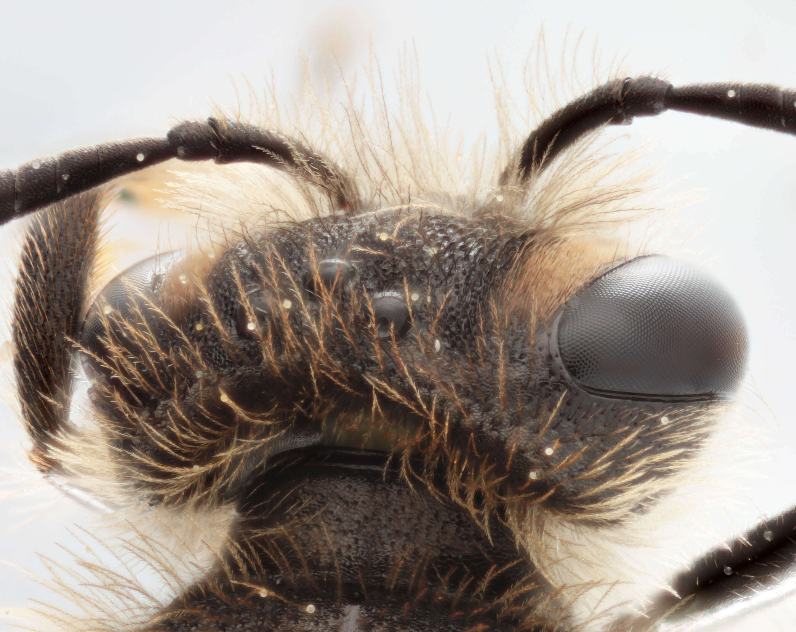 Image of andrena minitula