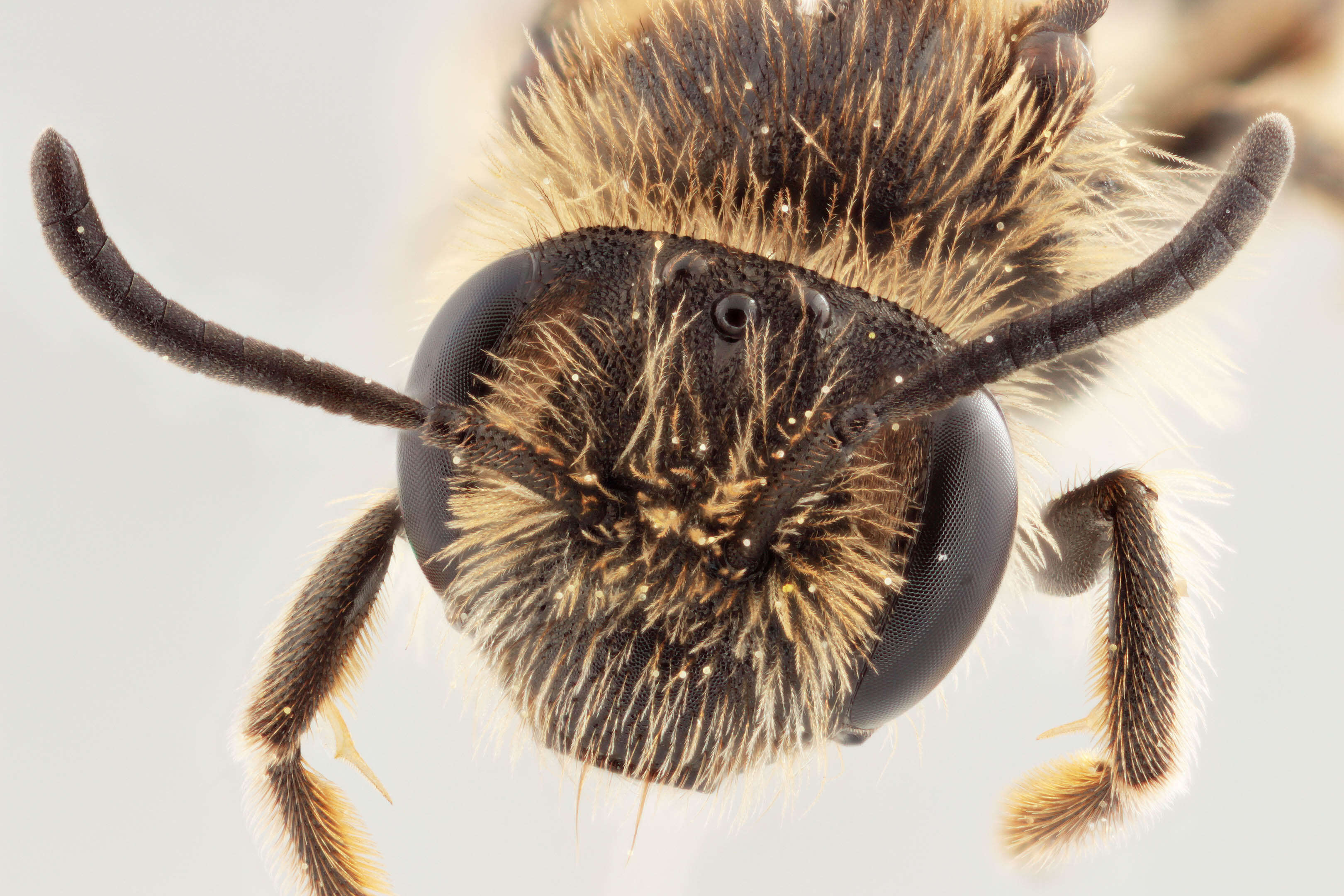 Image of andrena minitula