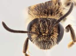 Image of andrena minitula