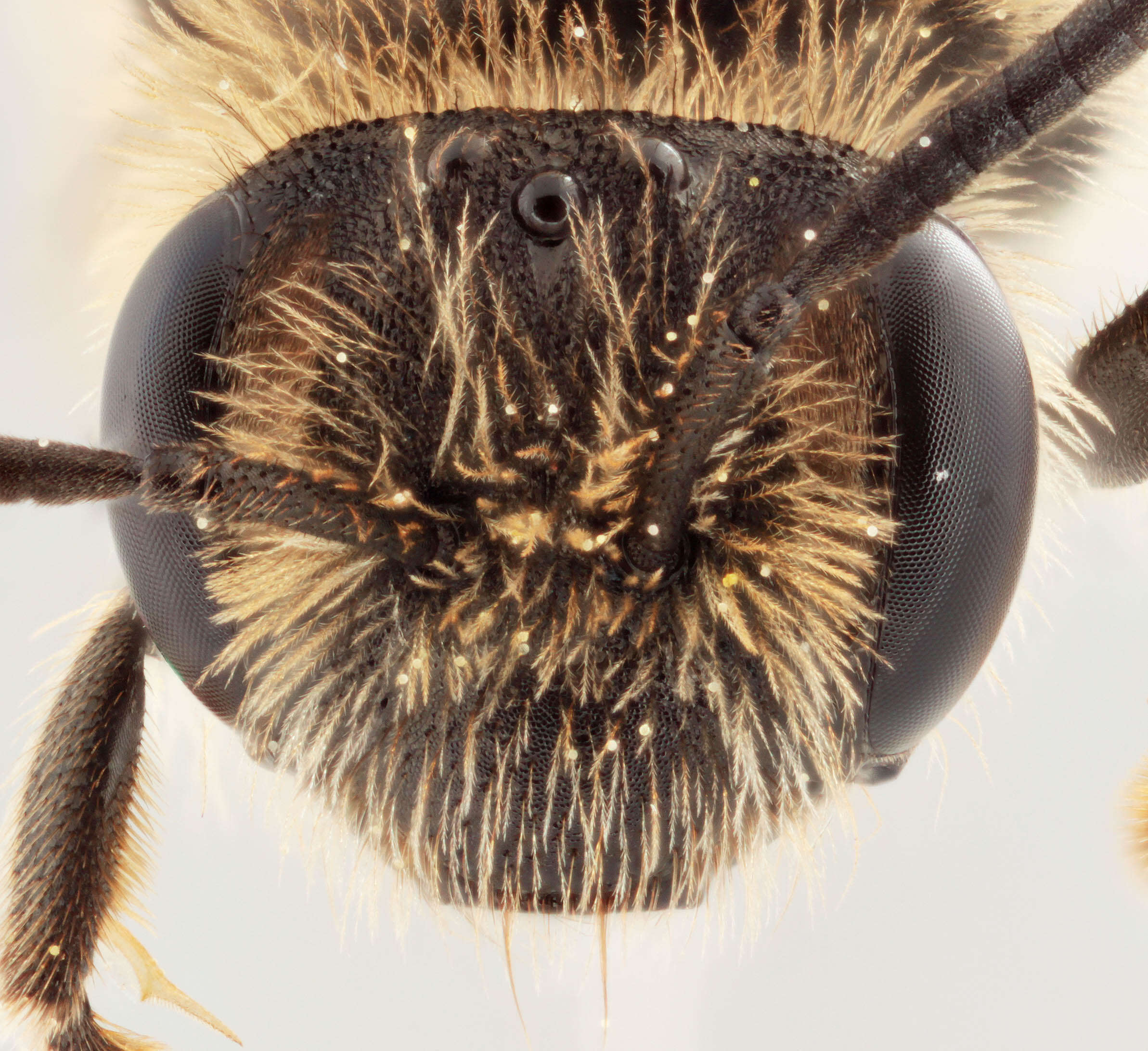 Image of andrena minitula