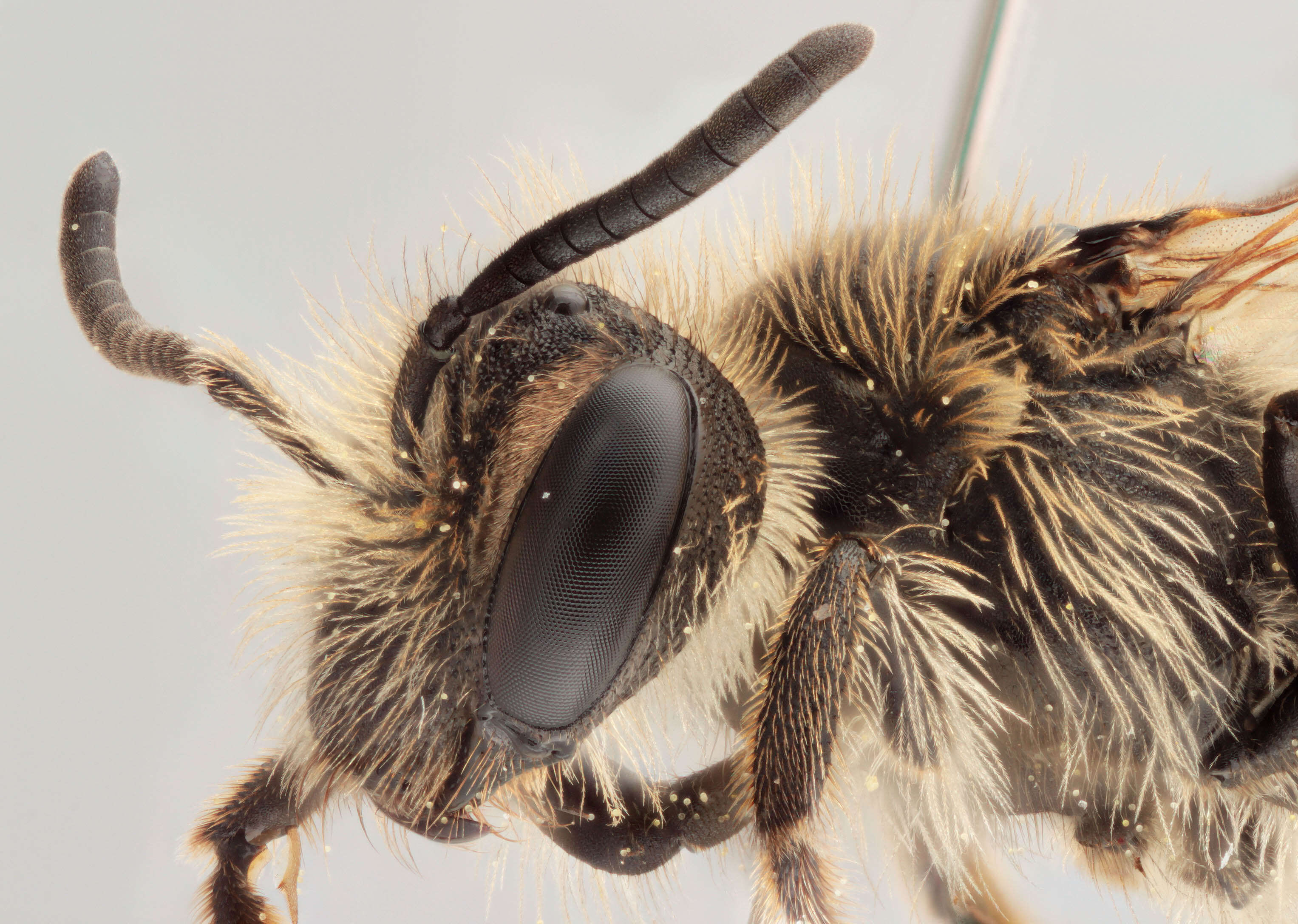 Image of andrena minitula