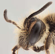 Image of andrena minitula