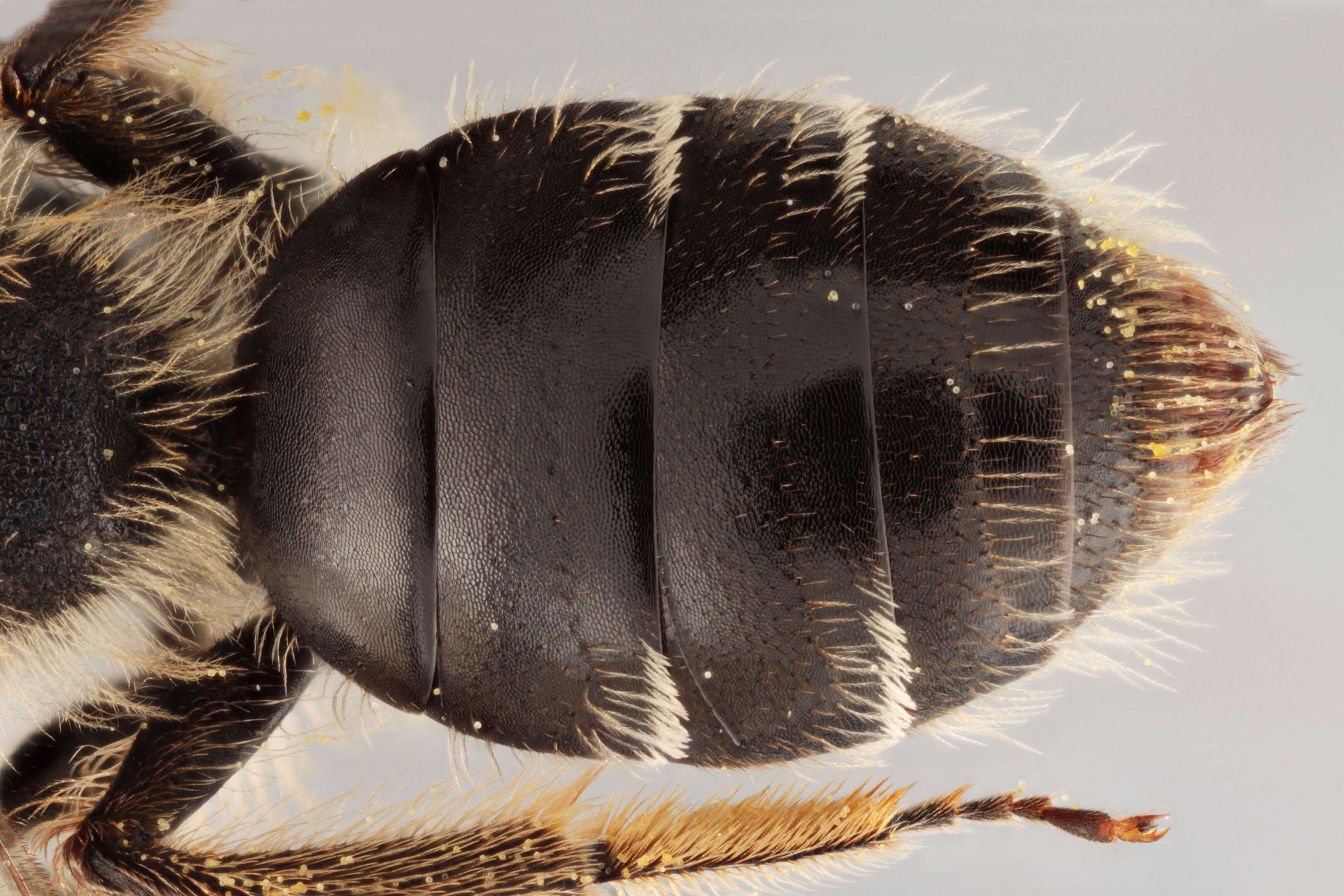 Image of andrena minitula