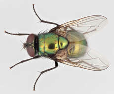 Image de Neomyia