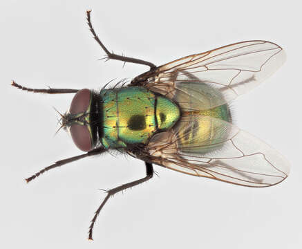 Image of Neomyia