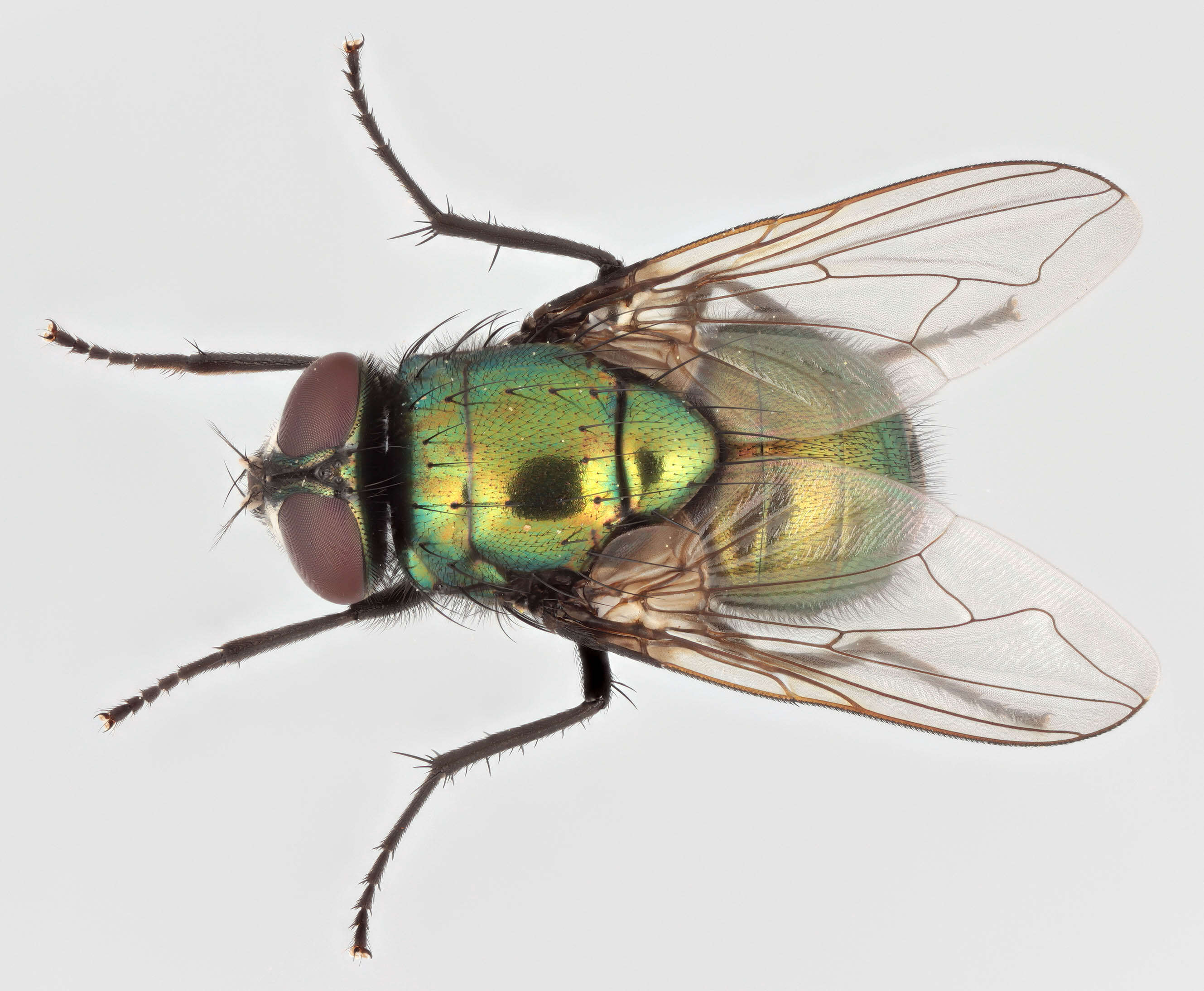 Image de Neomyia