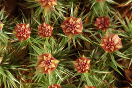 Image of juniper polytrichum moss