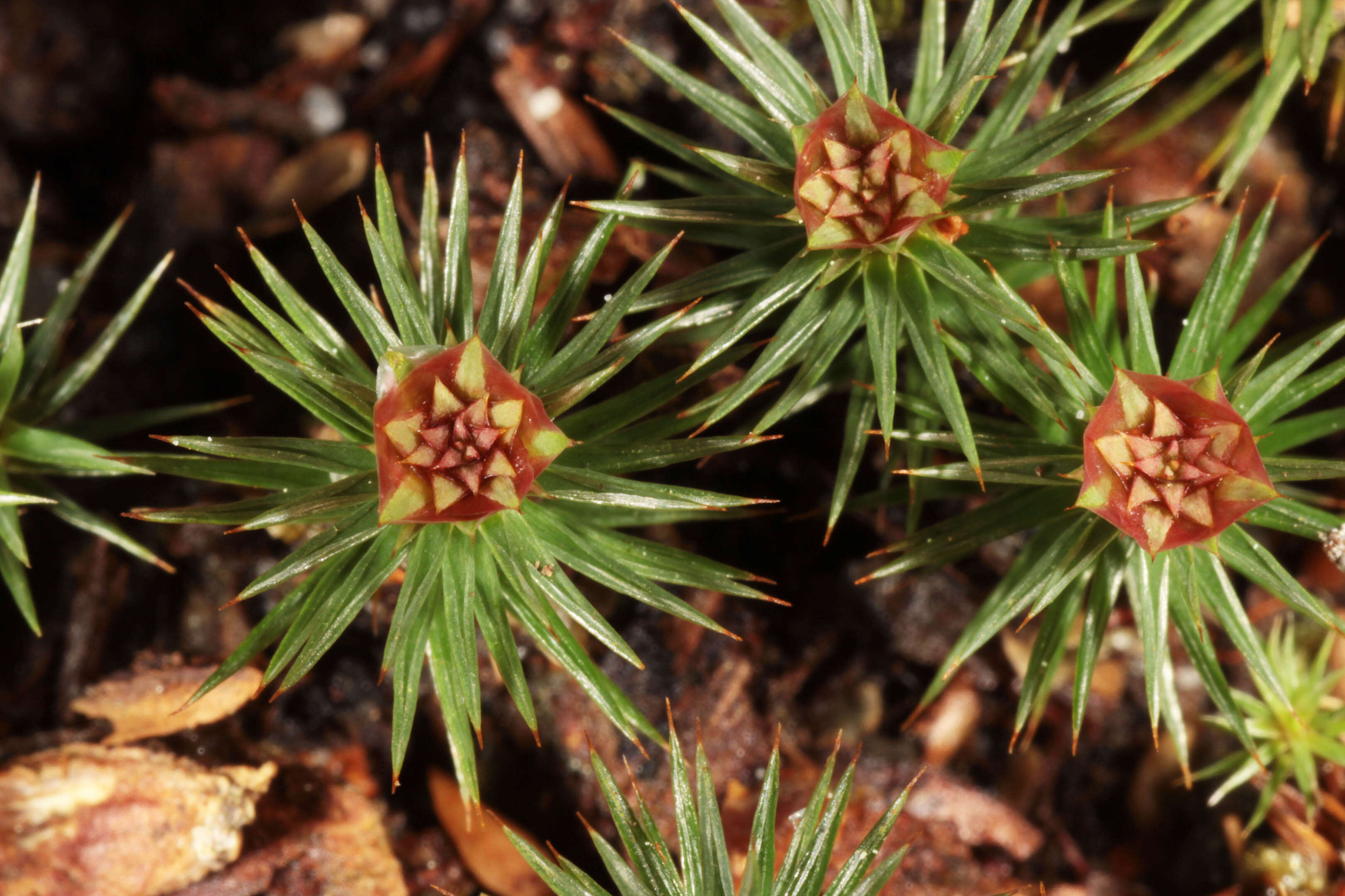 Image of juniper polytrichum moss