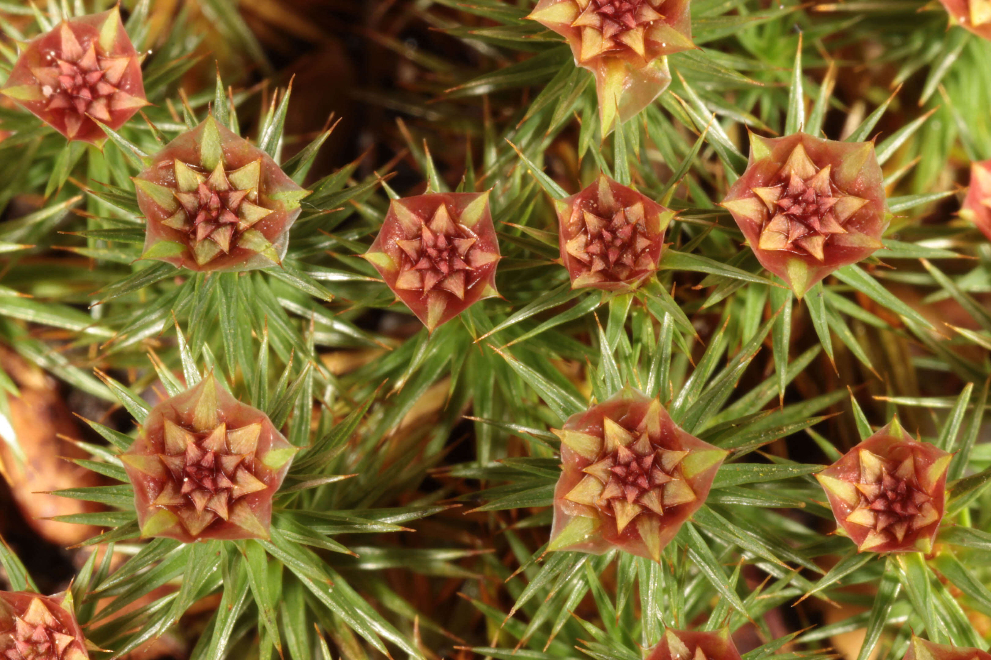 Image of juniper polytrichum moss