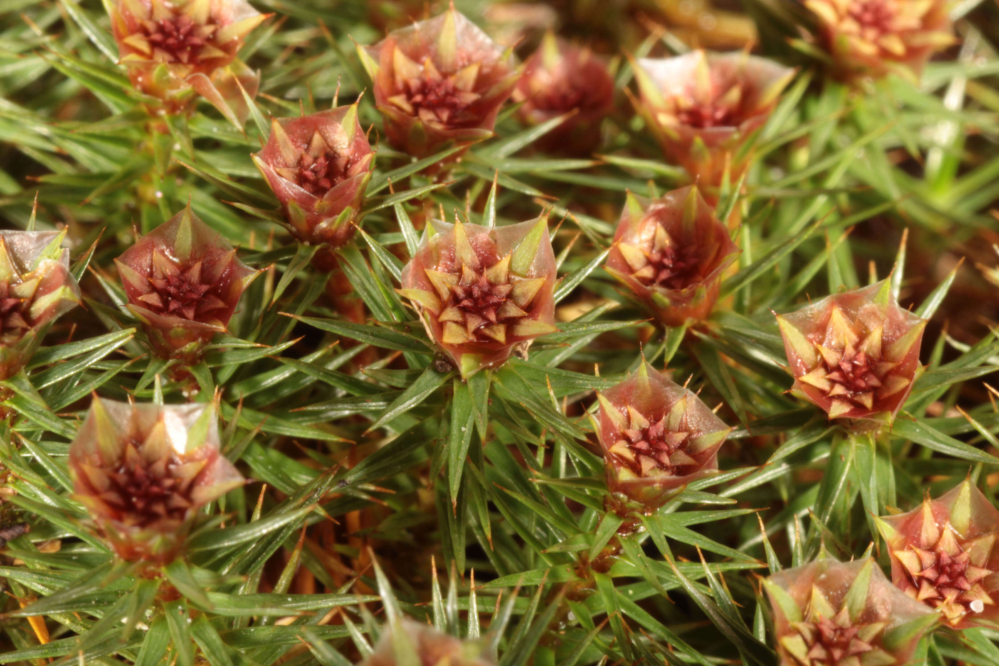 Image of juniper polytrichum moss