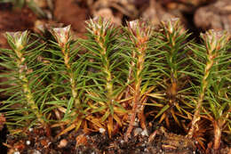 Image of juniper polytrichum moss