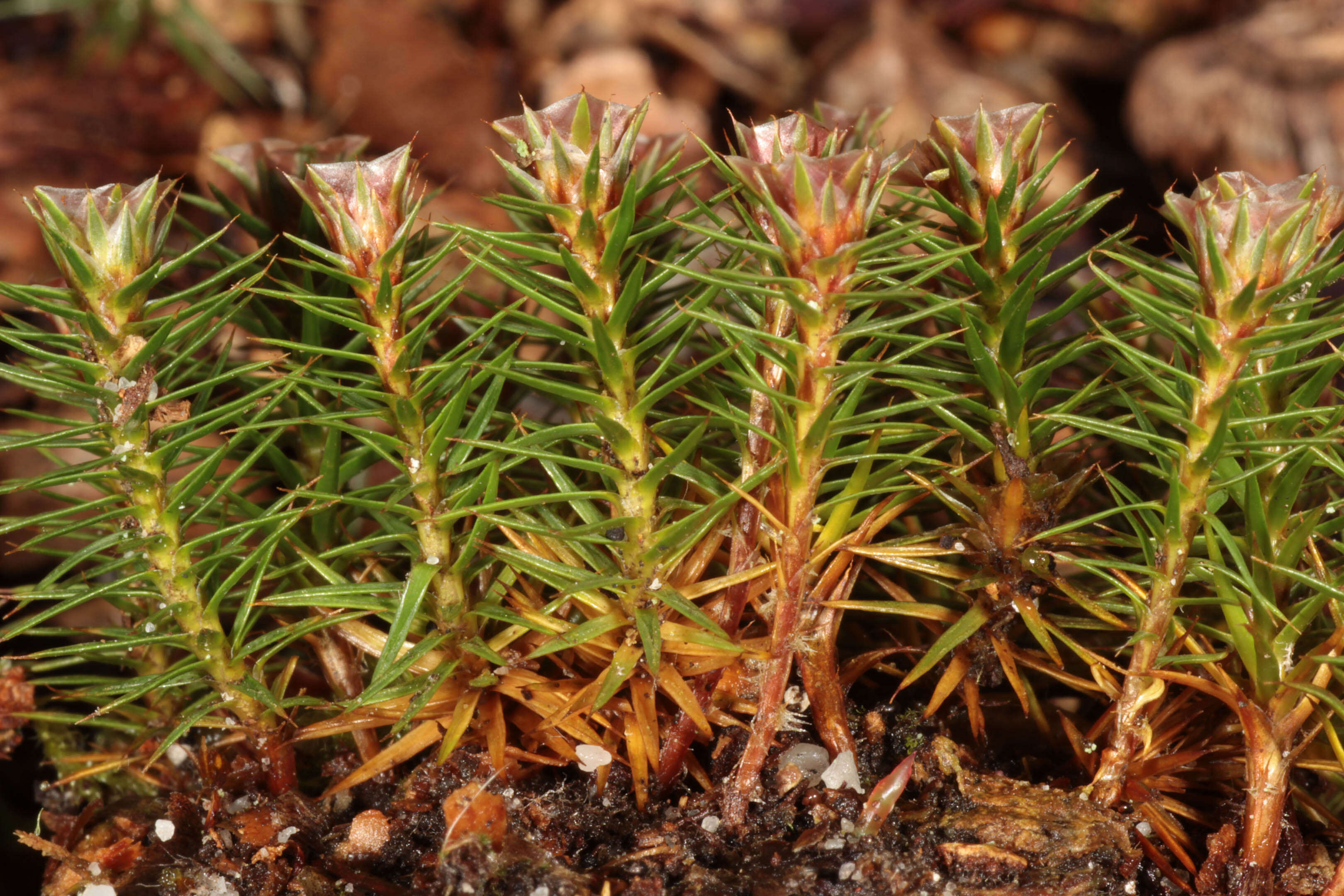 Image of juniper polytrichum moss