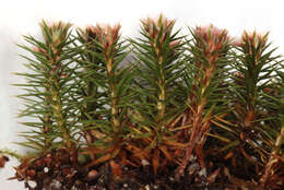 Image of juniper polytrichum moss