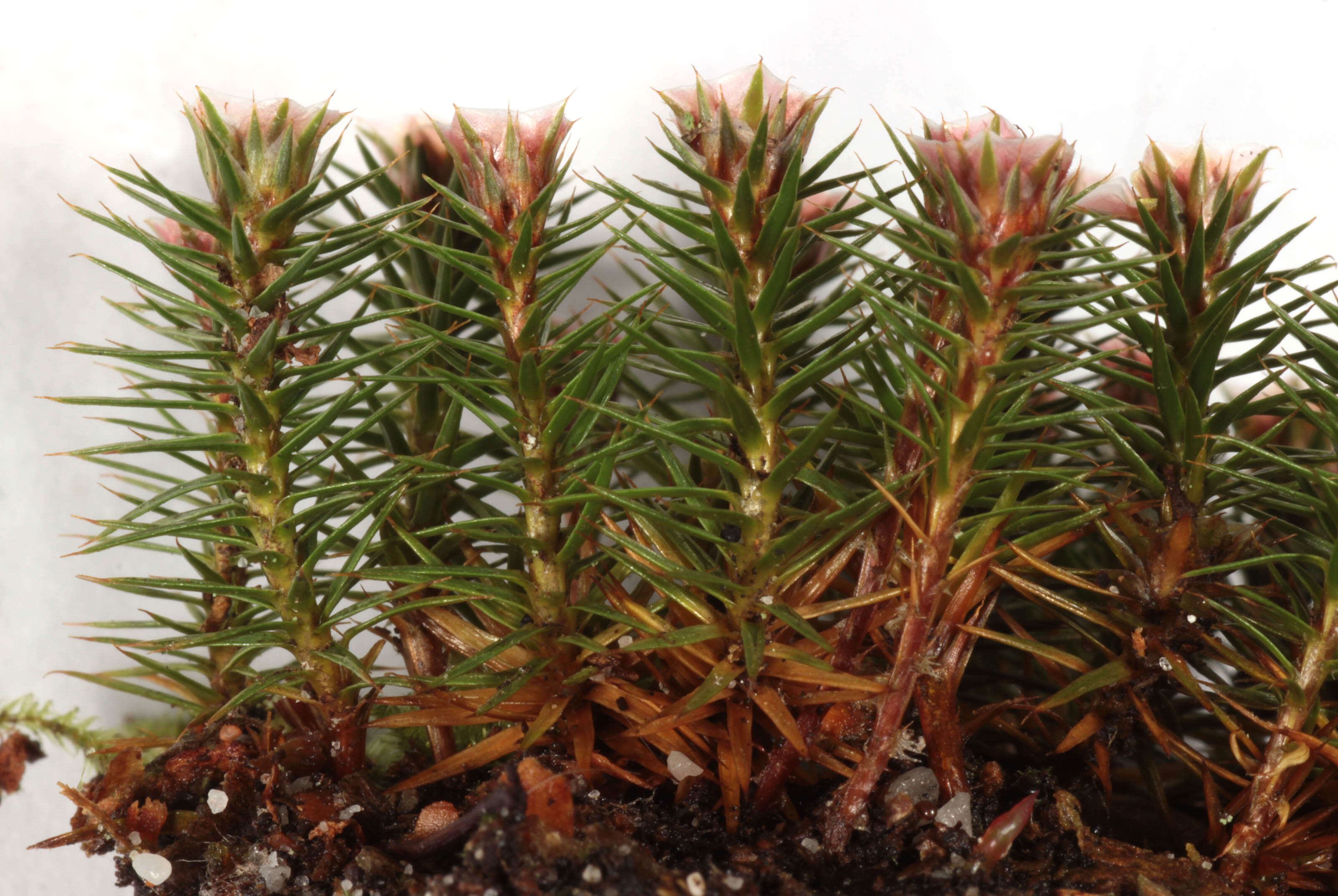 Image of juniper polytrichum moss