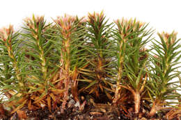 Image of juniper polytrichum moss