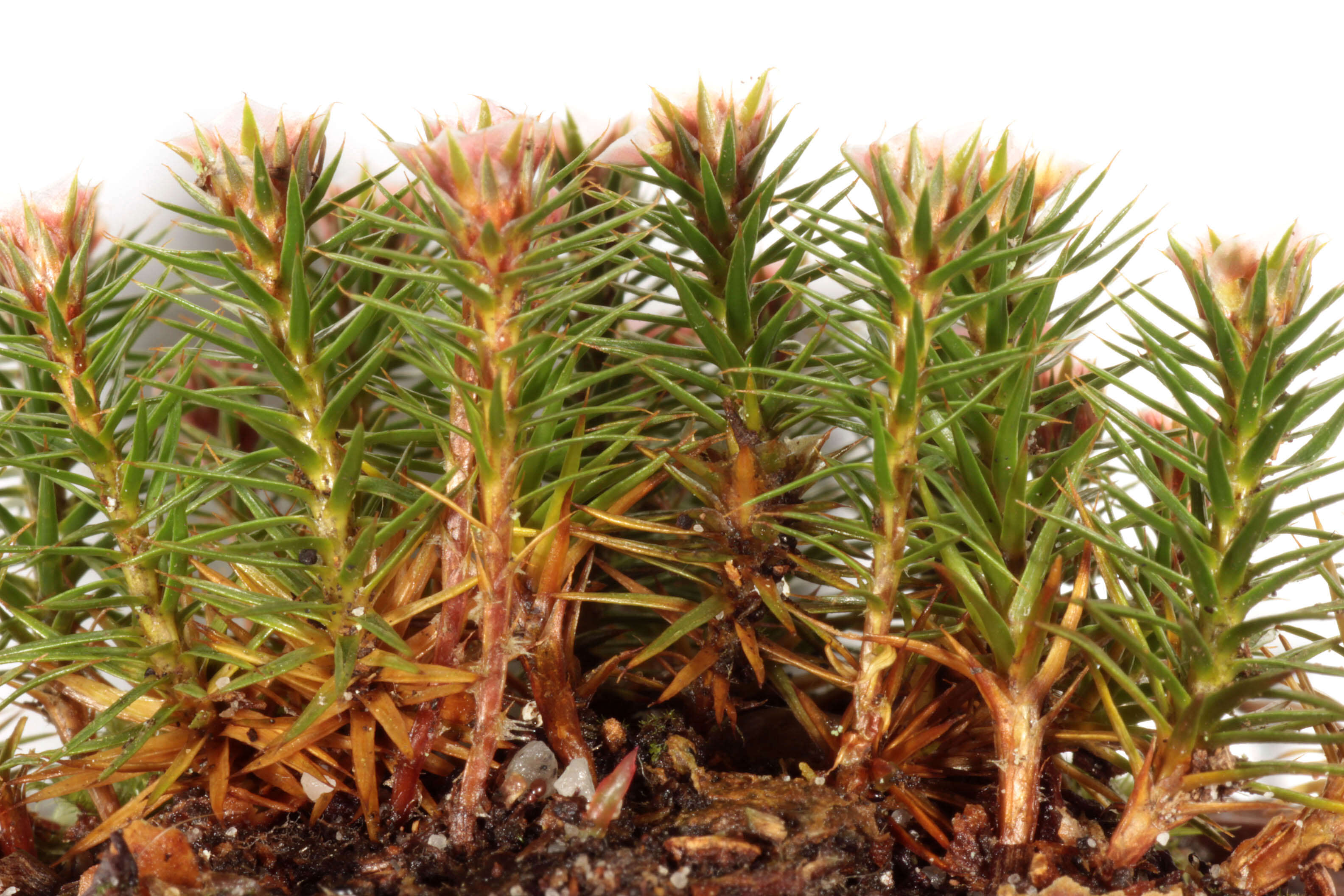 Image of juniper polytrichum moss