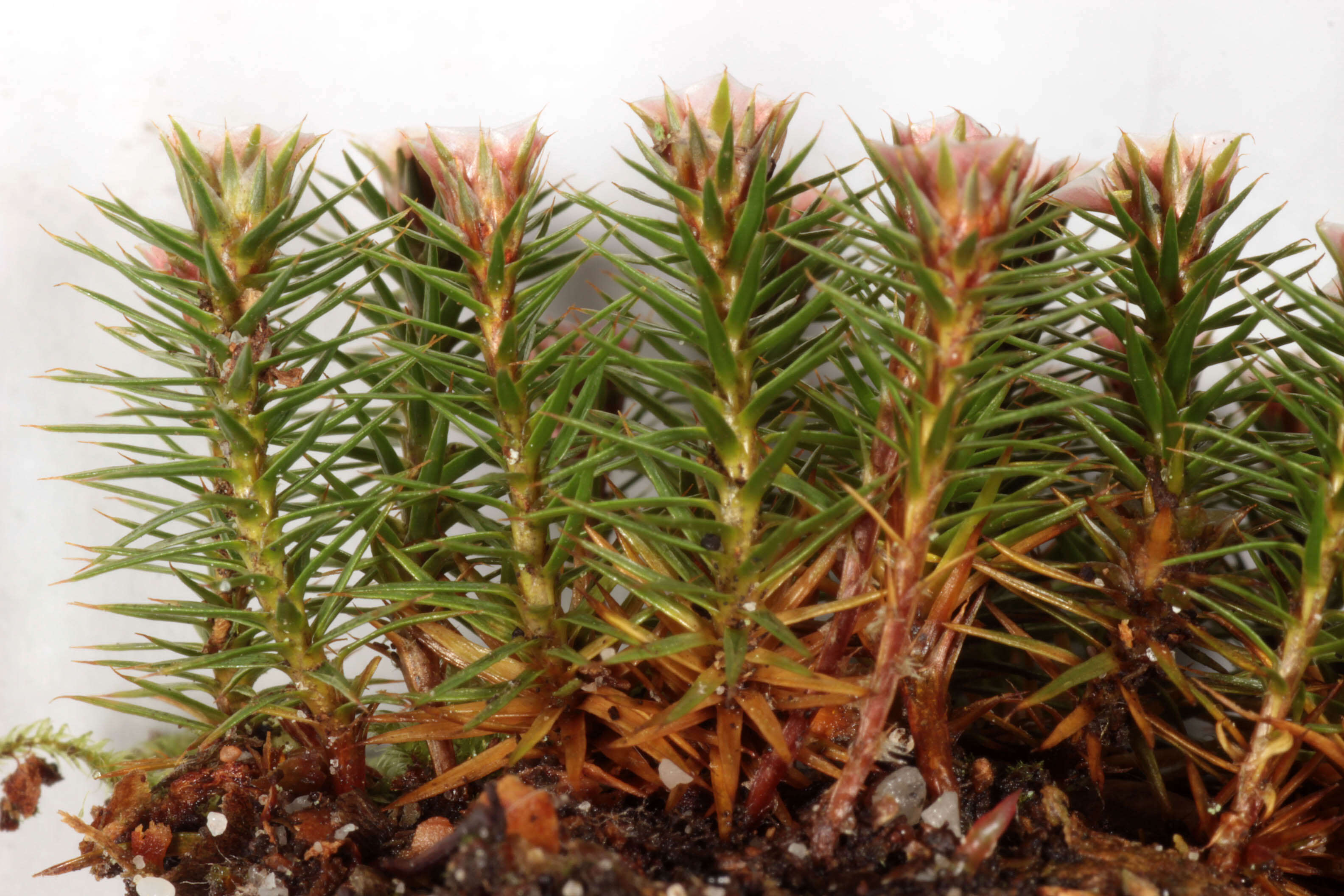 Image of juniper polytrichum moss