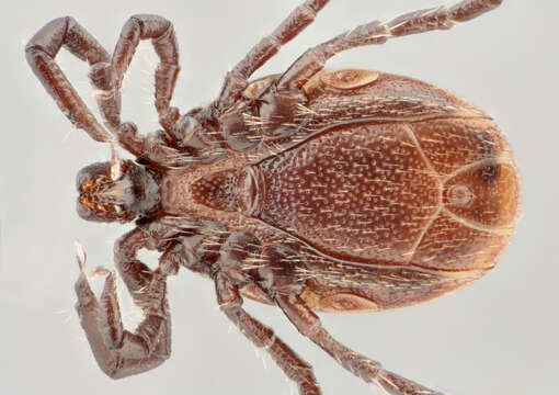 Image of Ixodes ricinus (Linnaeus 1758)