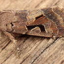 Image of hebrew character
