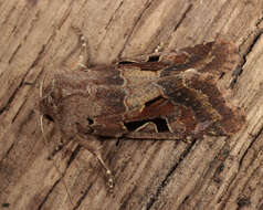 Orthosia gothica Linnaeus 1758 resmi