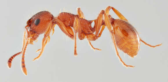 Image of European fire ant