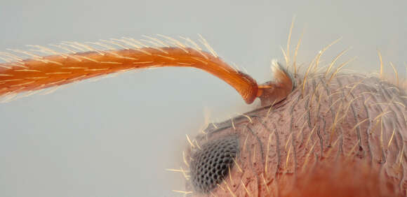 Image of European fire ant