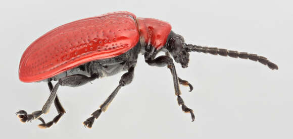 Image of Scarlet lily beetle