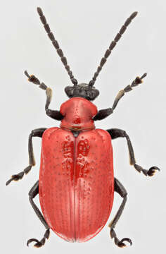 Image of Scarlet lily beetle