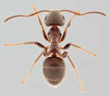 Image of Small black ant