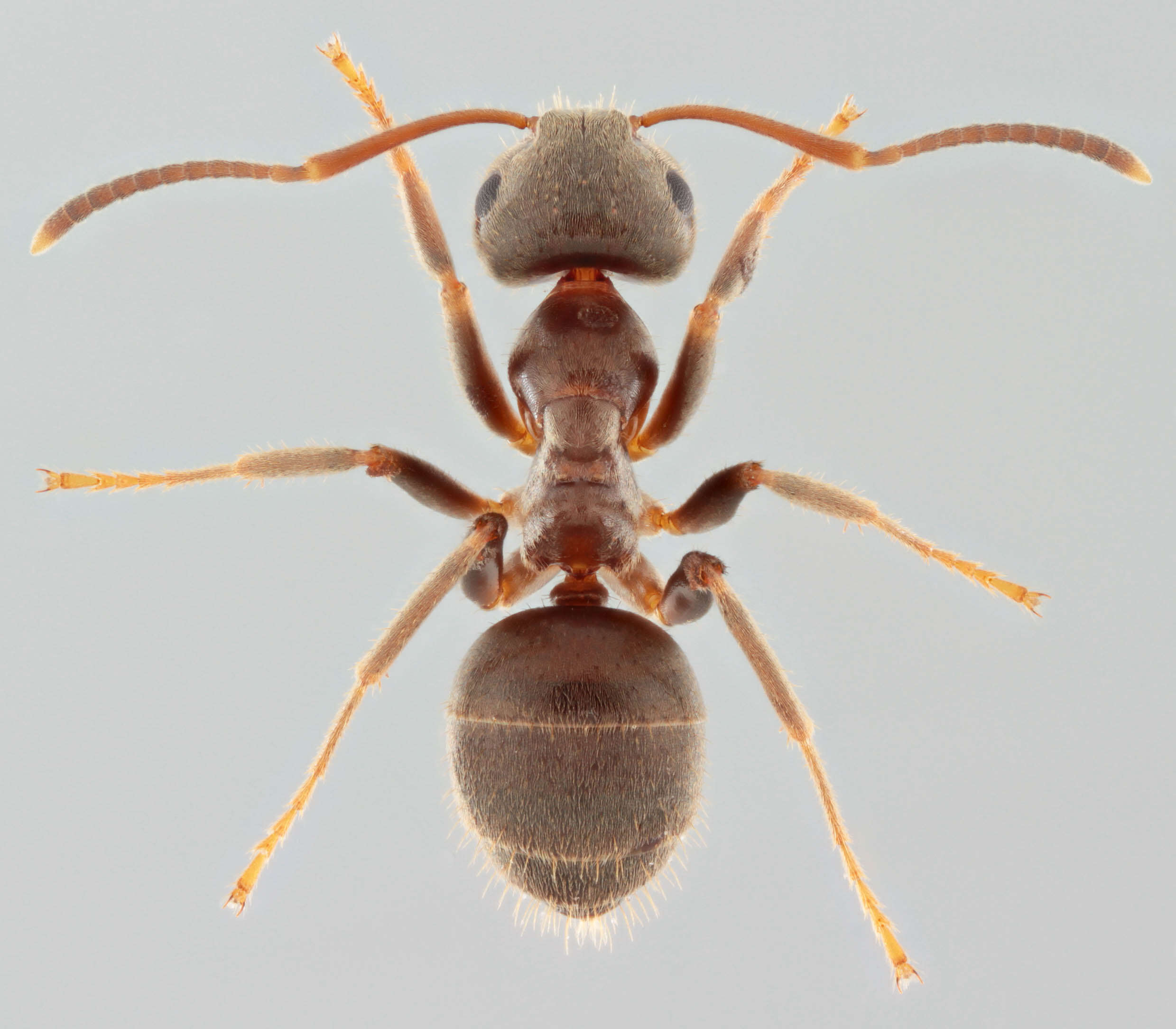 Image of Small black ant