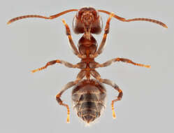 Image of Small black ant