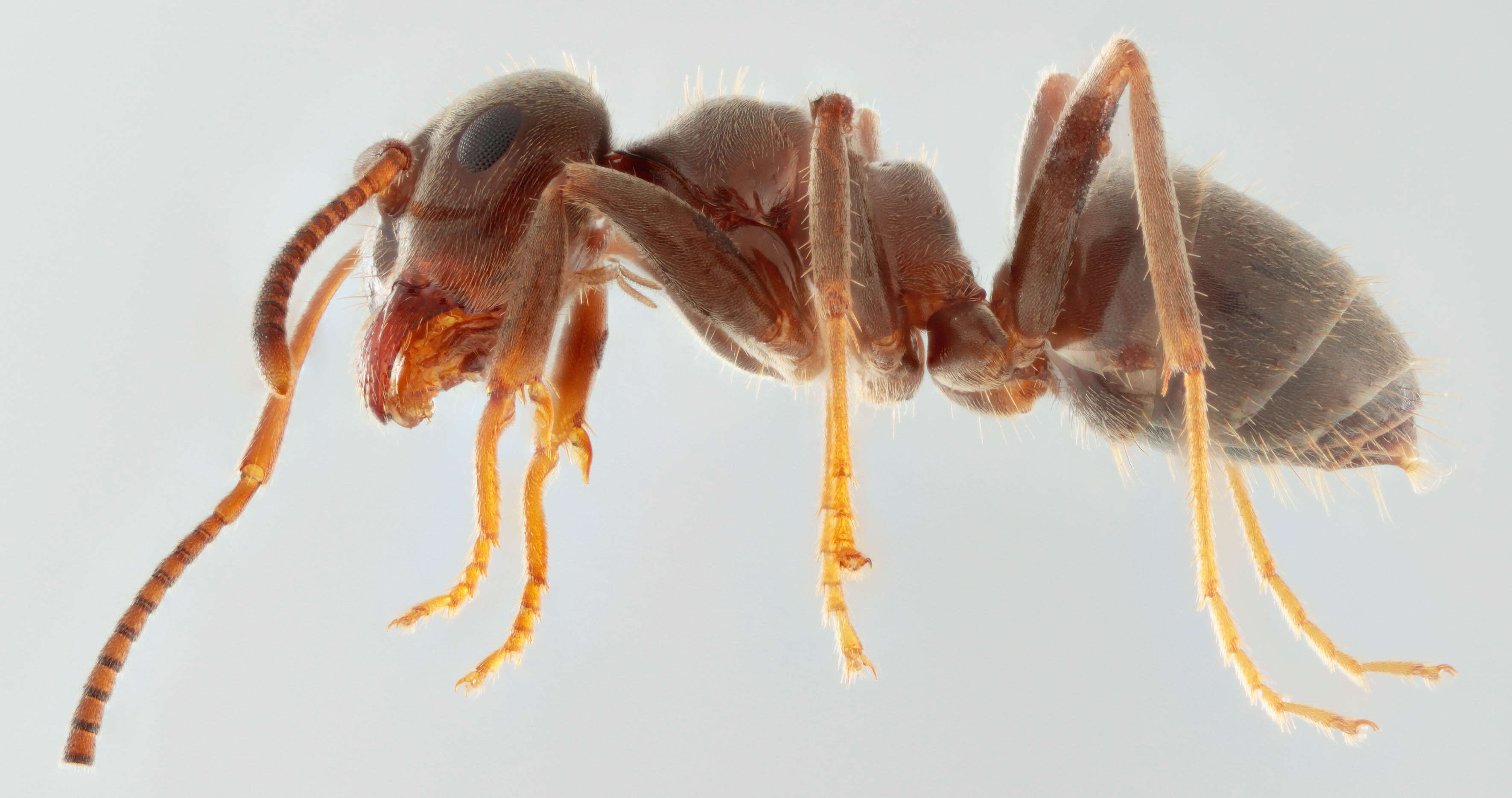 Image of Small black ant