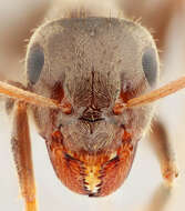 Image of Small black ant