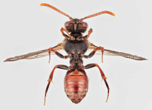 Image of Nomada flavoguttata (Kirby 1802)