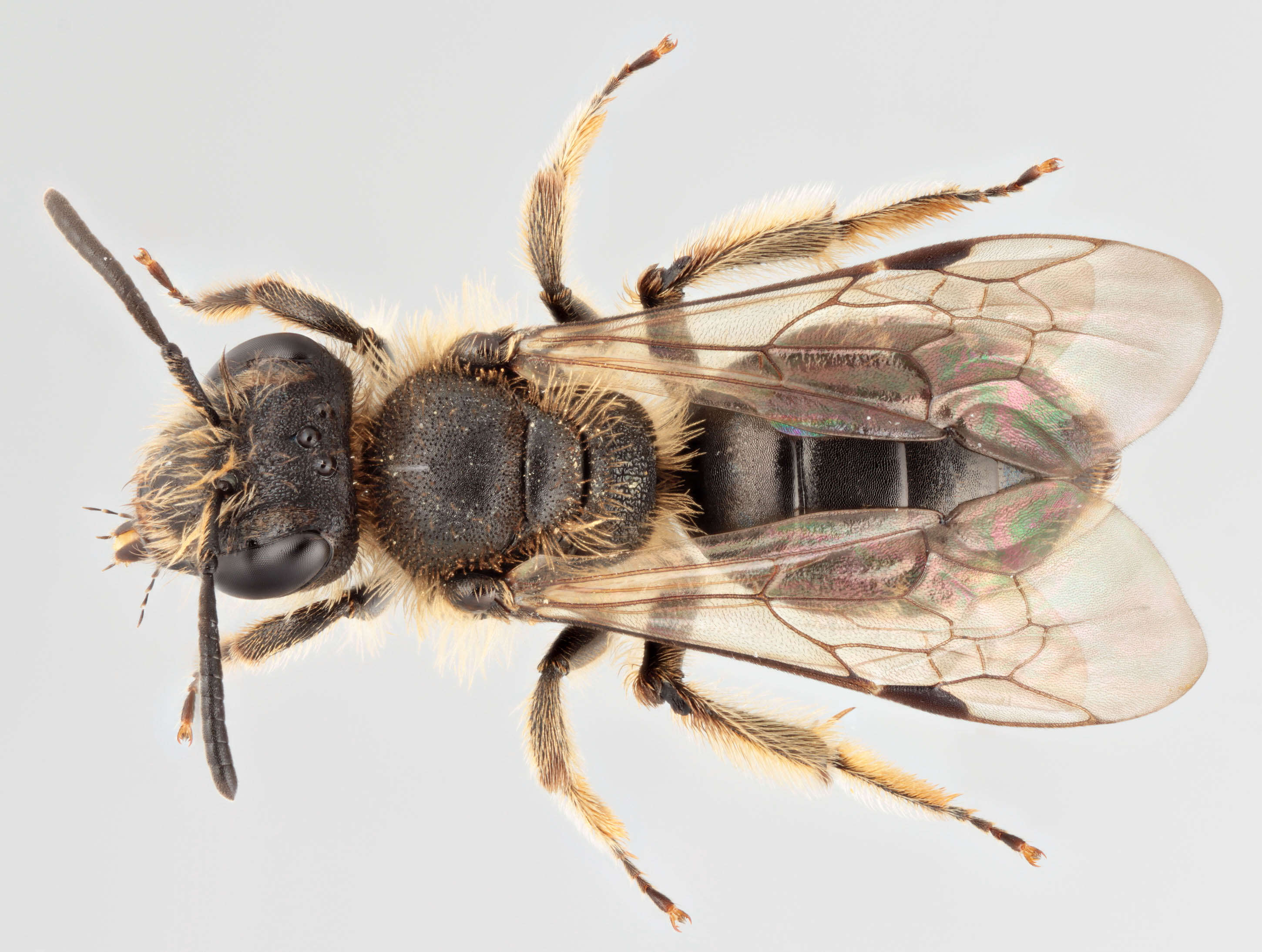 Image of andrena minitula