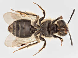 Image of andrena minitula