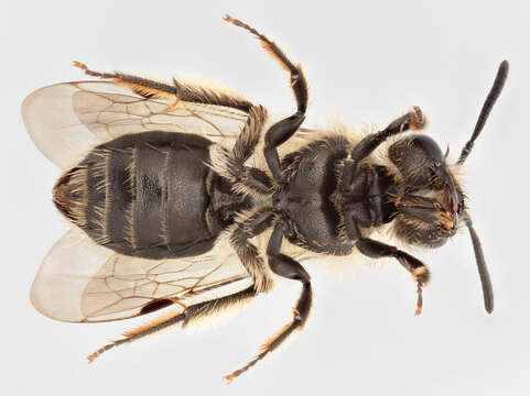 Image of andrena minitula