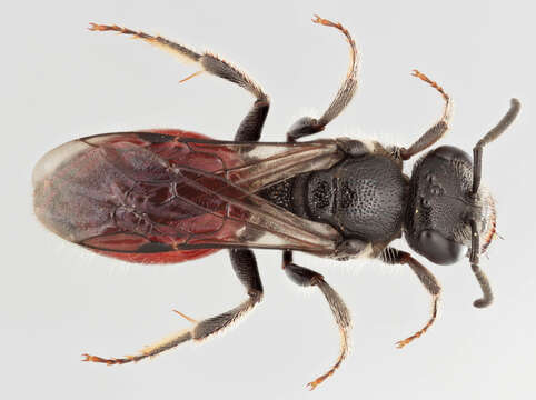 Image of Sphecodes ephippius (Linné 1767)