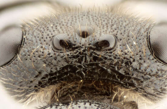 Image of Sphecodes ephippius (Linné 1767)