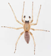 Image of Sac spider