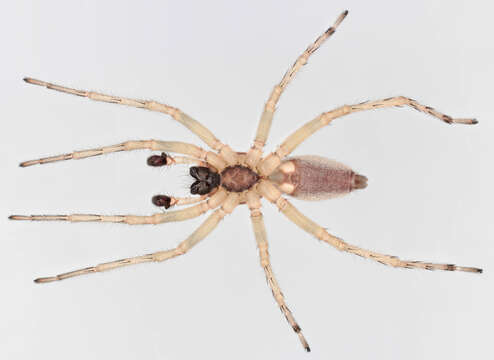 Image of Sac spider