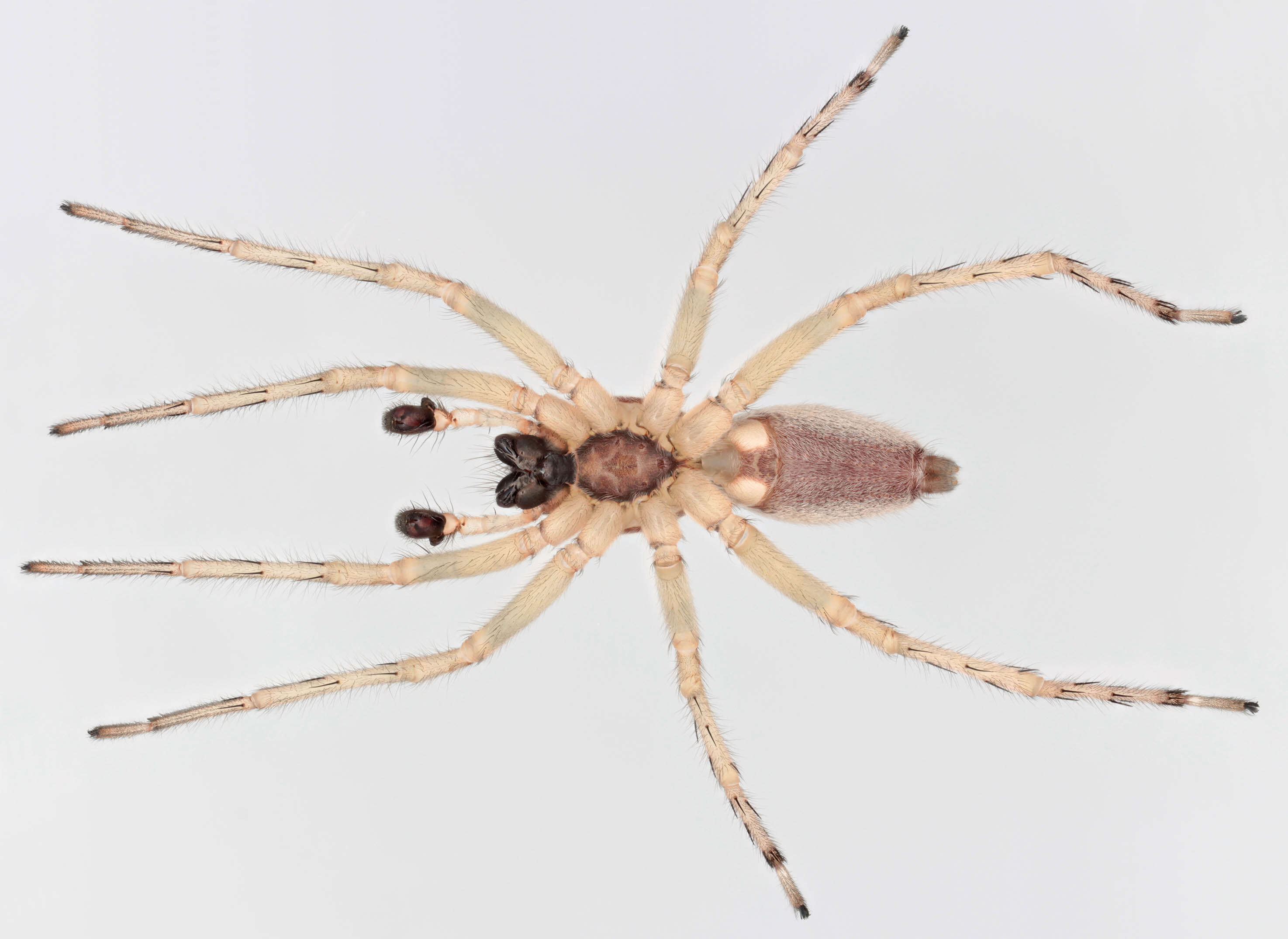 Image of Sac spider