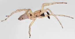 Image of Sac spider