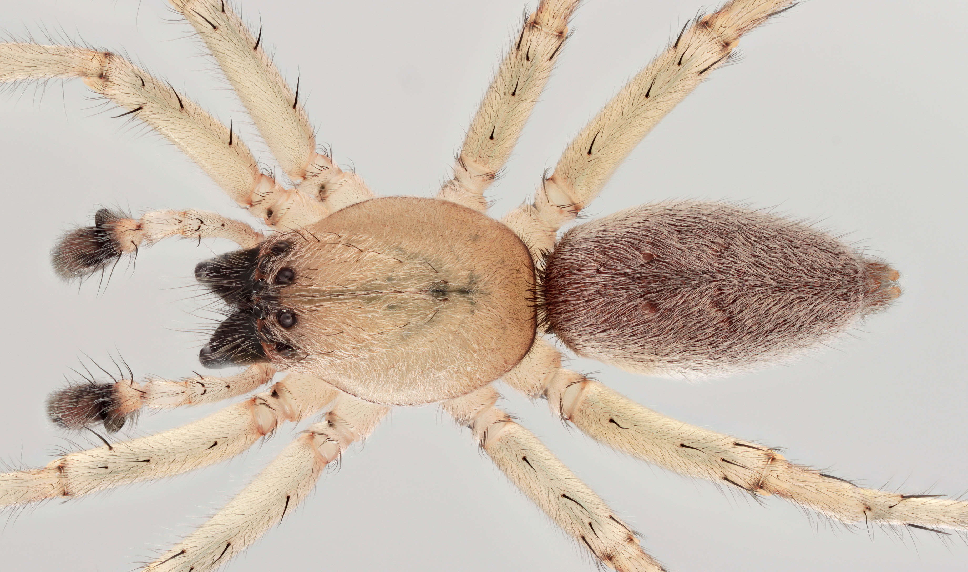 Image of Sac spider