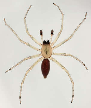 Image of Sac spider