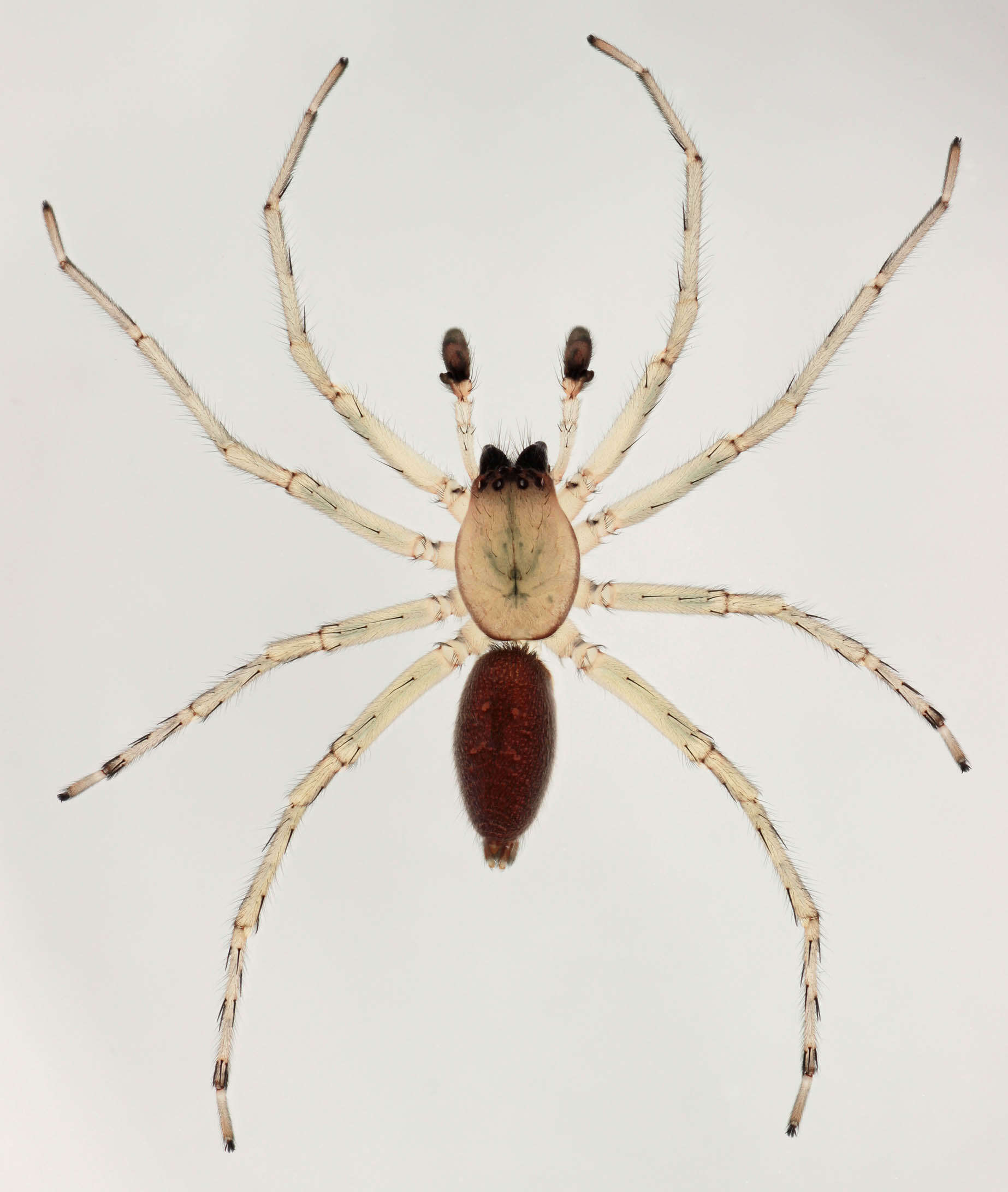 Image of Sac spider