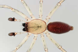 Image of Sac spider